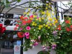 Hanging Baskets  025