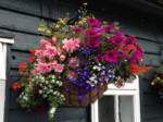 Hanging Baskets  026