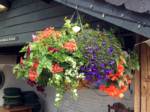 Hanging Baskets  036