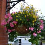 Hanging Baskets  038