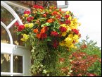 Hanging Baskets  042