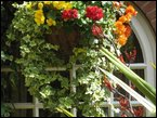 Hanging Baskets  044