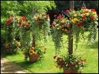 Hanging Baskets  046