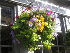 Hanging Baskets  047