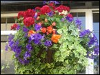 Hanging Baskets  049