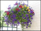 Hanging Baskets  051