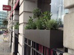 Herb Displays  027