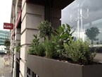 Herb Displays  028