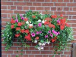Window Boxes  025