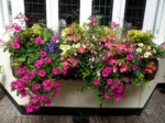 Window Boxes  026