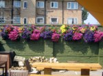 Window Boxes  029