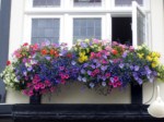 Window Boxes  030